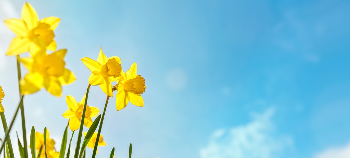 test-alt-picture